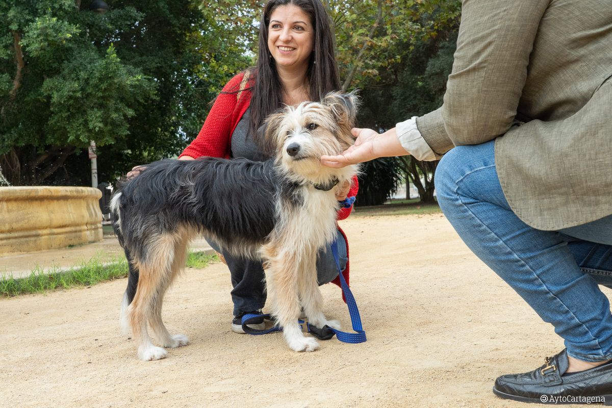 Pet Adoption Fair